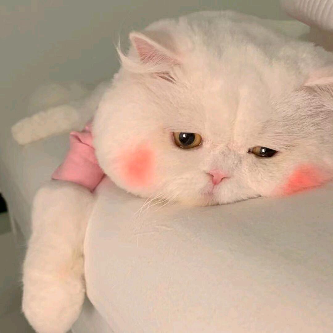 盖亚ovo