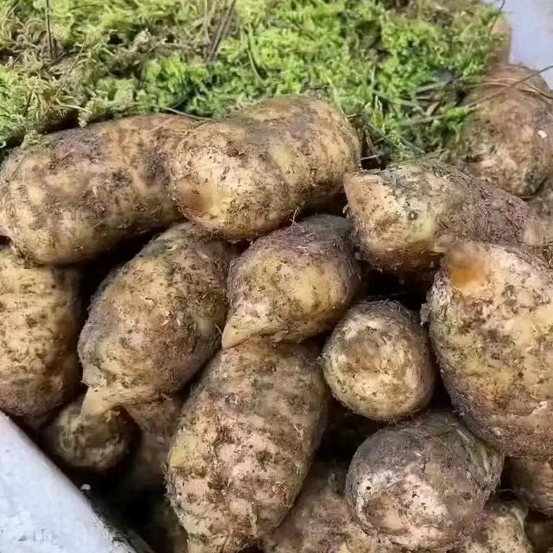 小草坝兰姐野生种植天麻