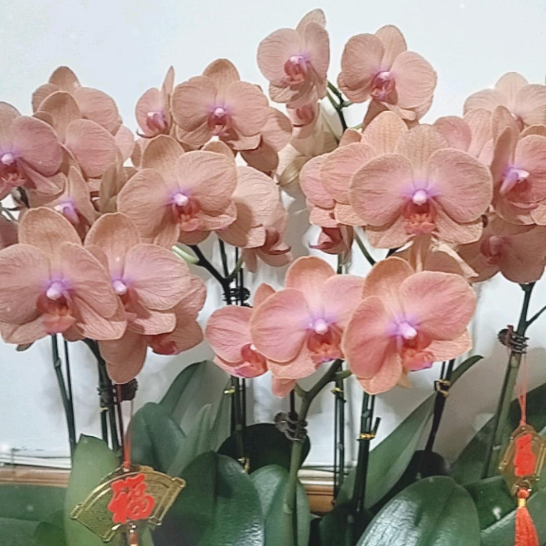 静馨