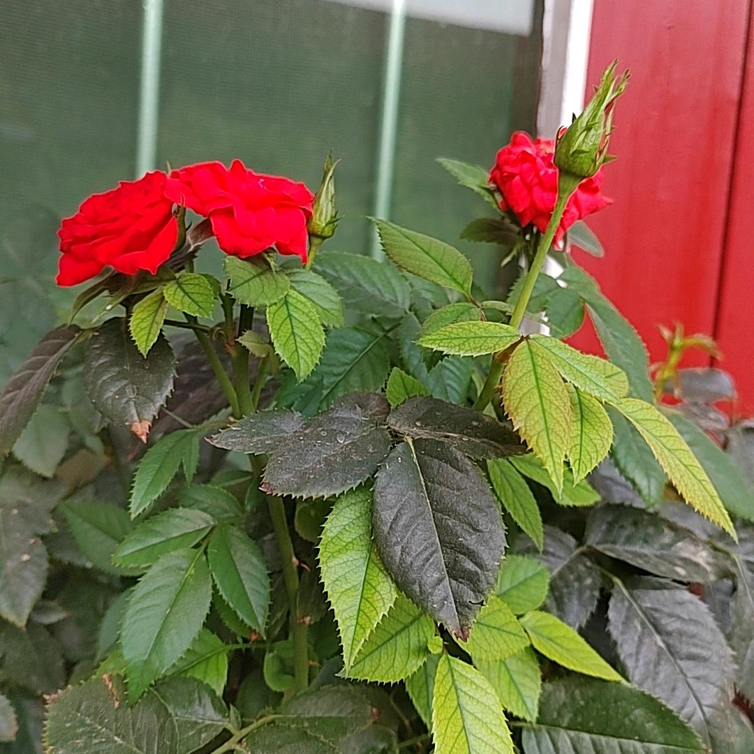 洒脱女人🌻🌻🌹🌹