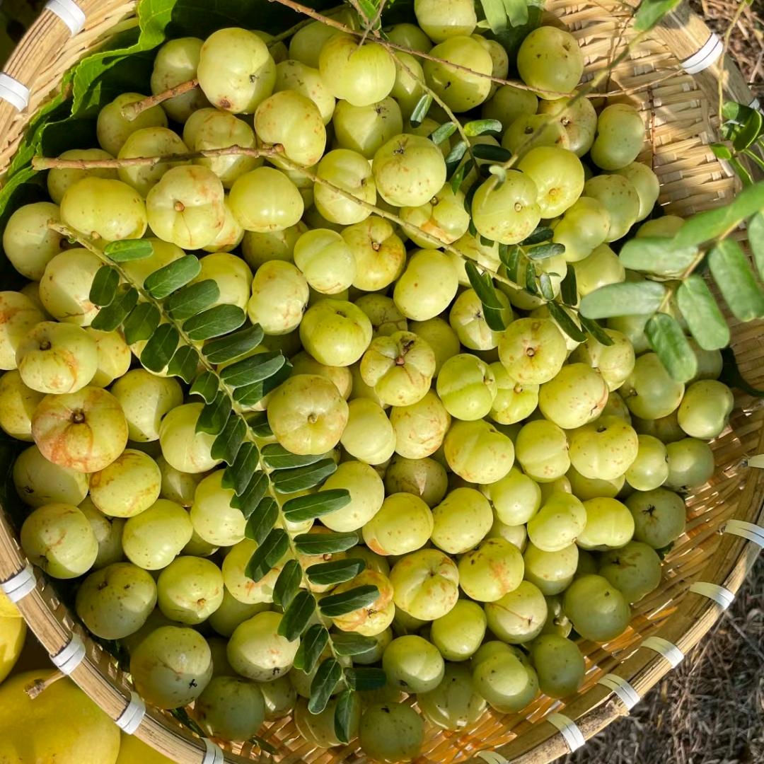 婷~溪东油甘蜜饯批发