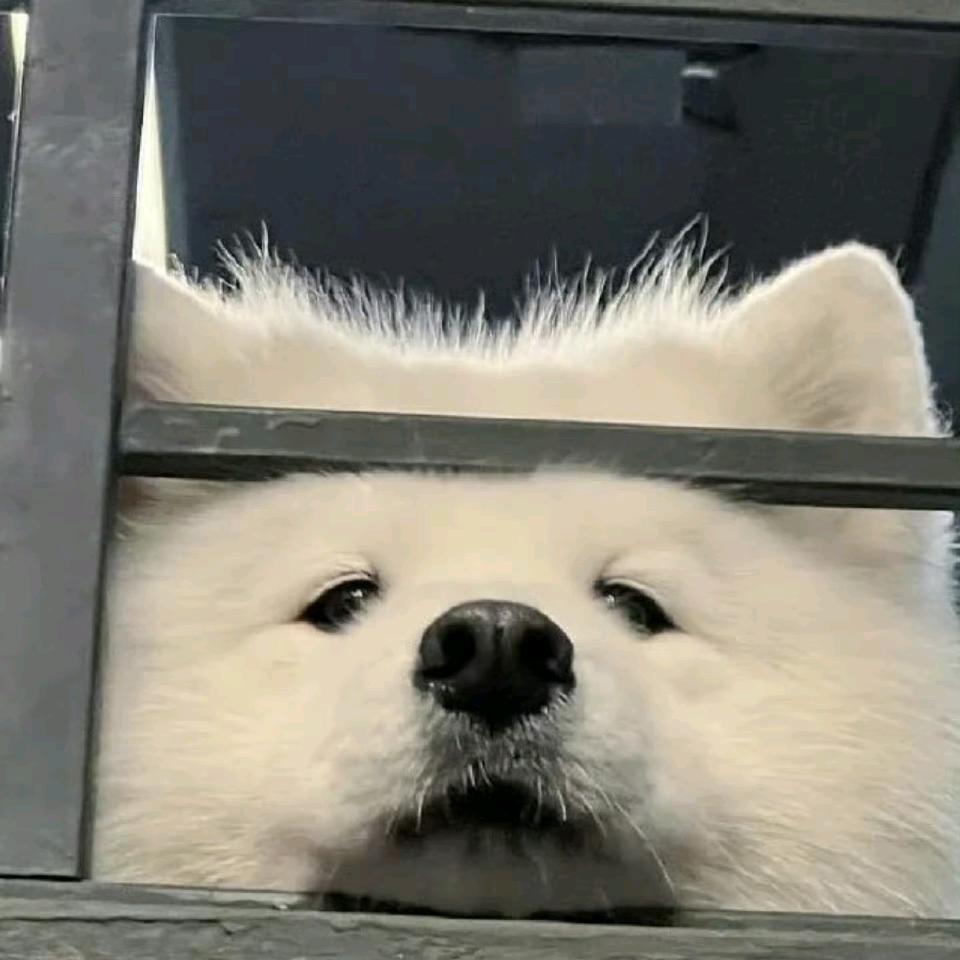 萨摩耶