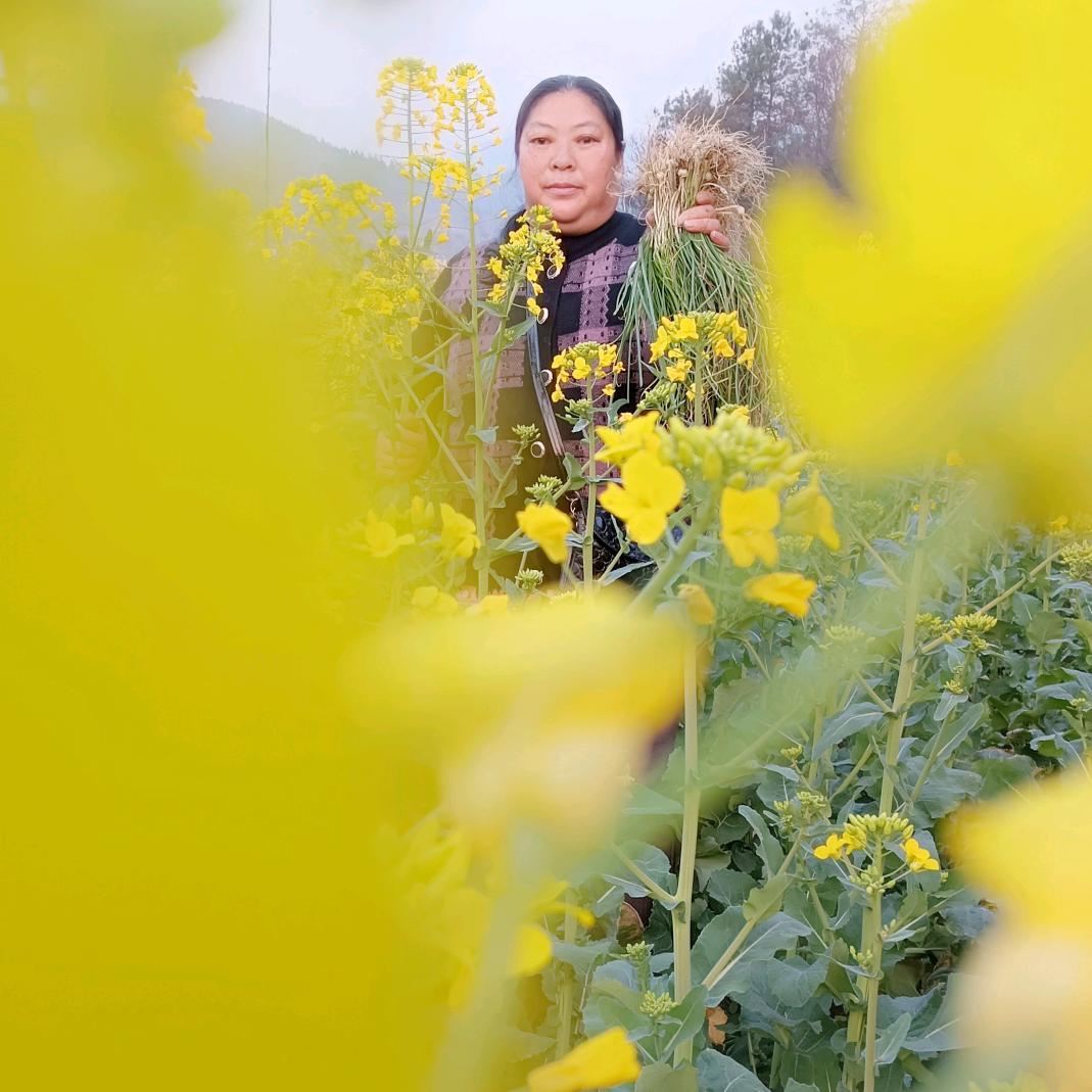 汪顺兰