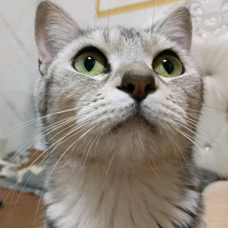 甜筒猫猫