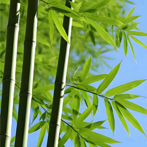 平安幸福