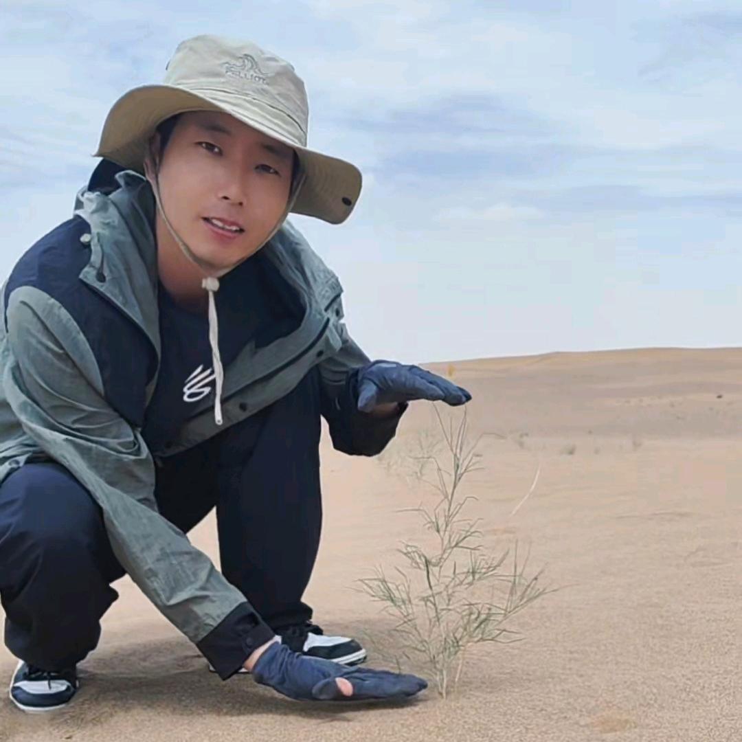 沙漠绿化小骆—沙漠银耳