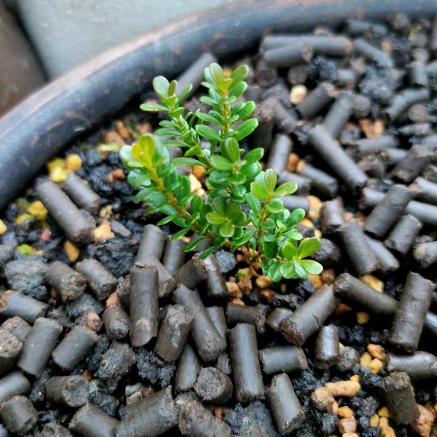 心术达思南￥-$