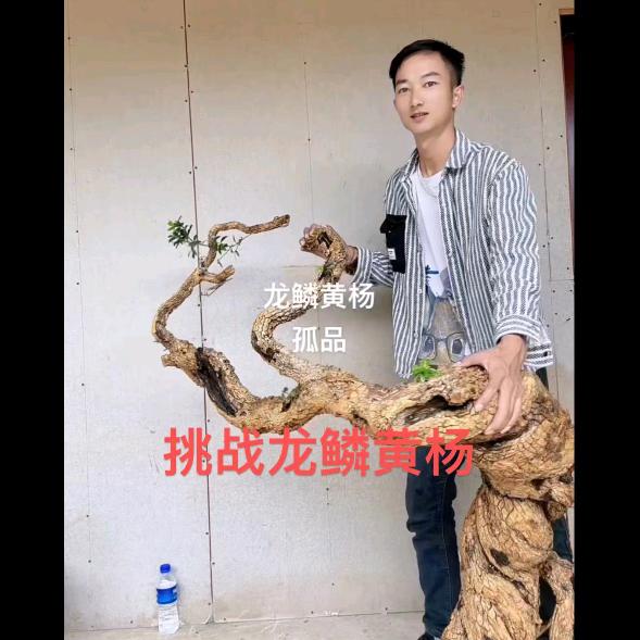 施桩阁（清香木）