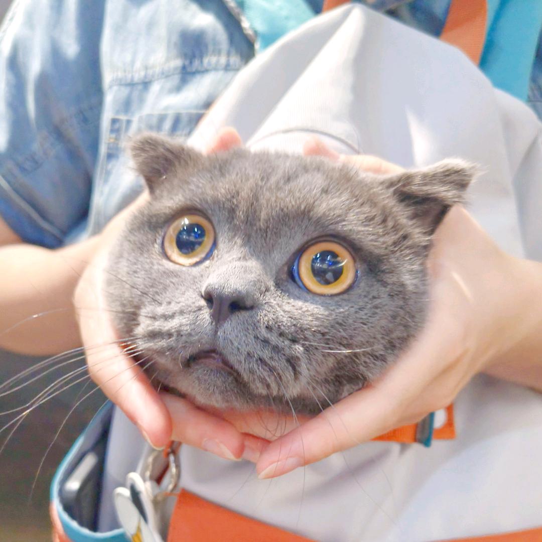 路虎是只猫