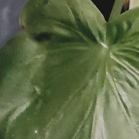 朝思暮想