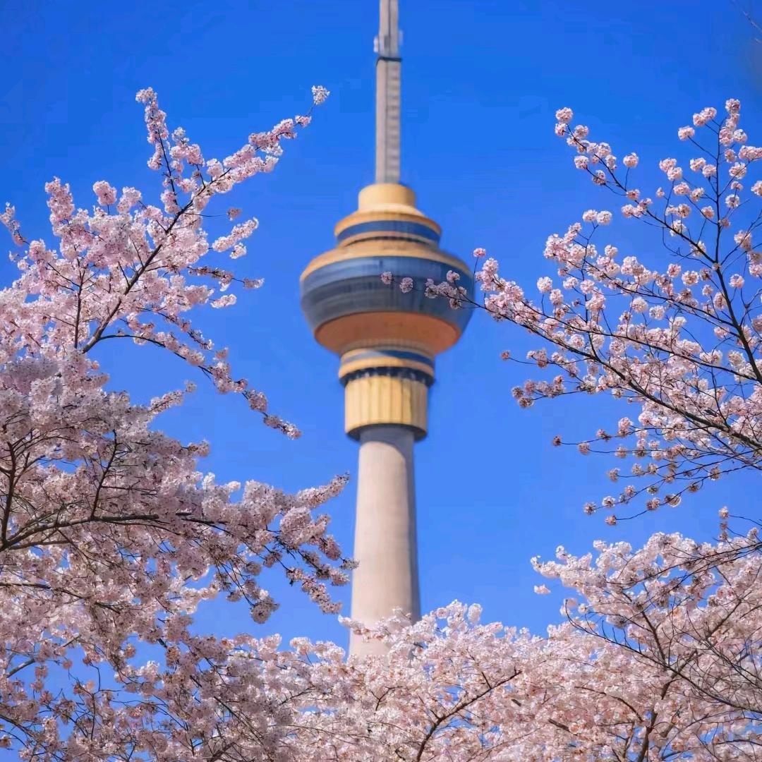 延安毛小羊肉面