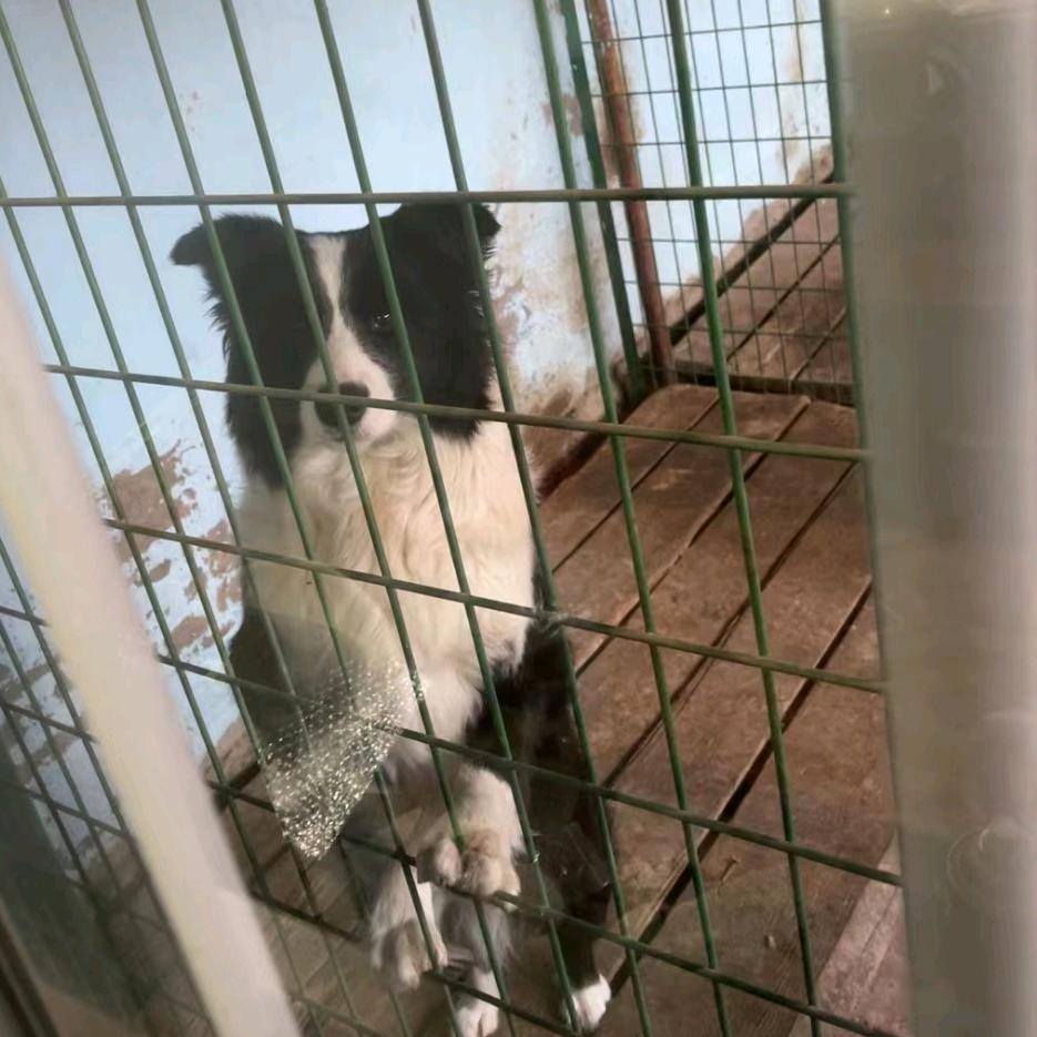 小浩边牧犬舍