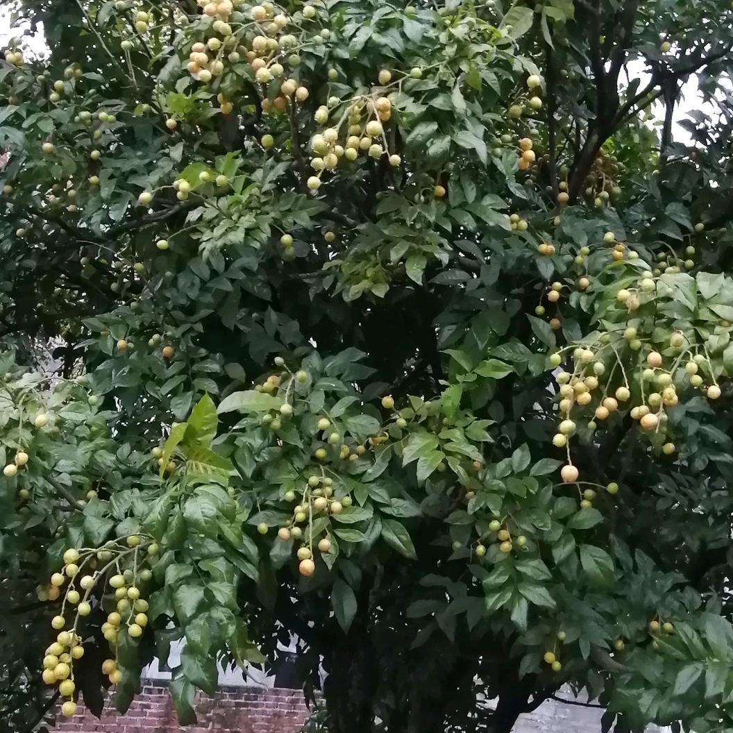 林氏家族