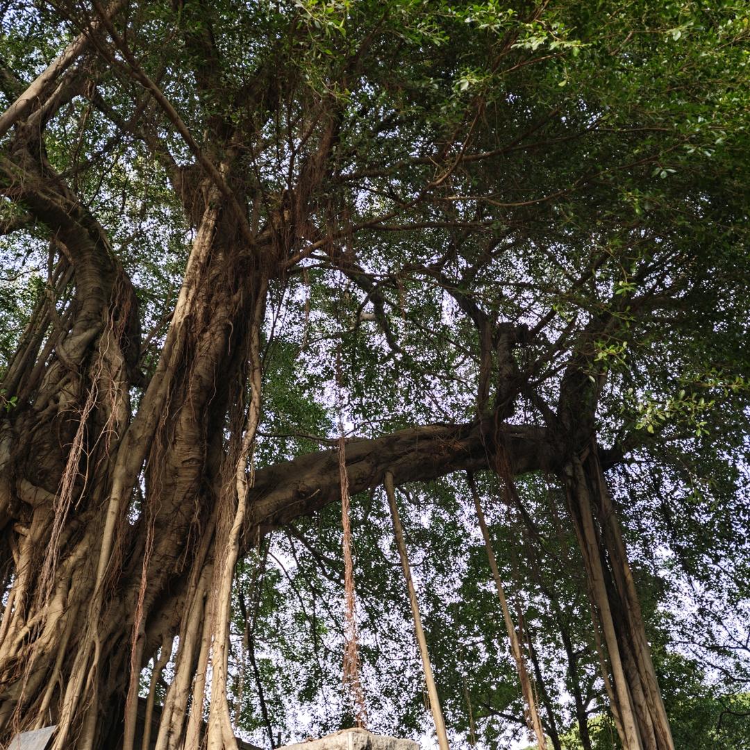 一蔸雨水一蔸禾