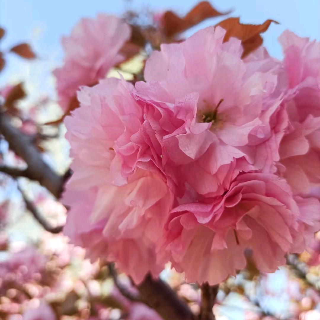 一花一叶一菩提(拒绝连赞)