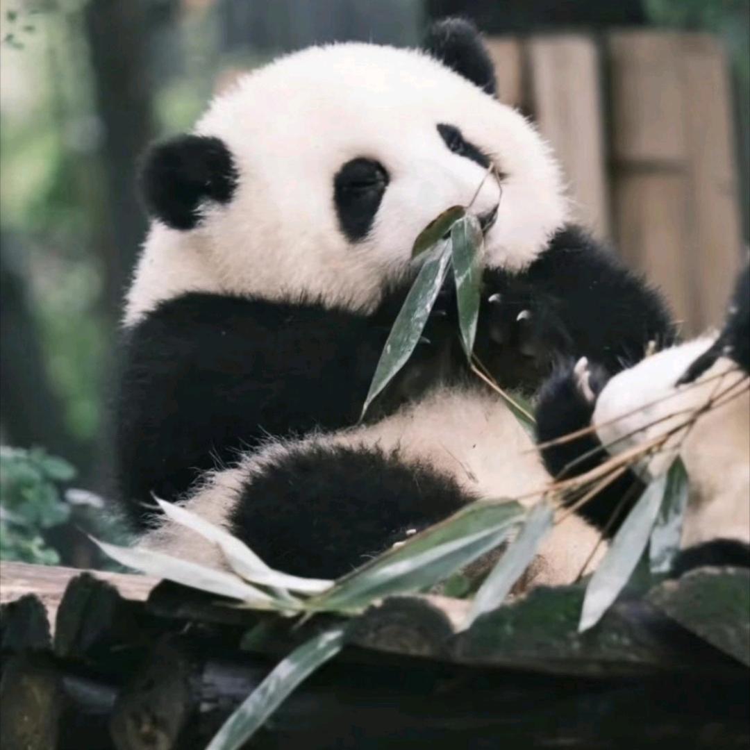 温茶月下客