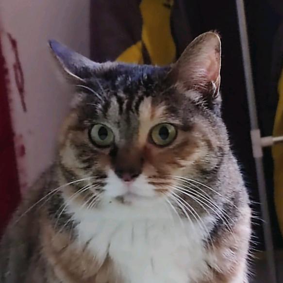 🌈小陈不吃洋葱