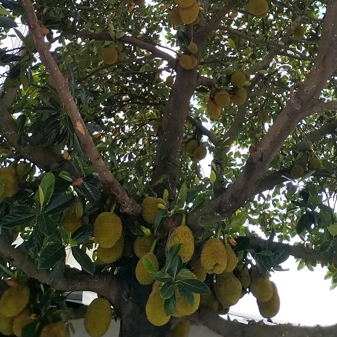 为你疯狂，，，
