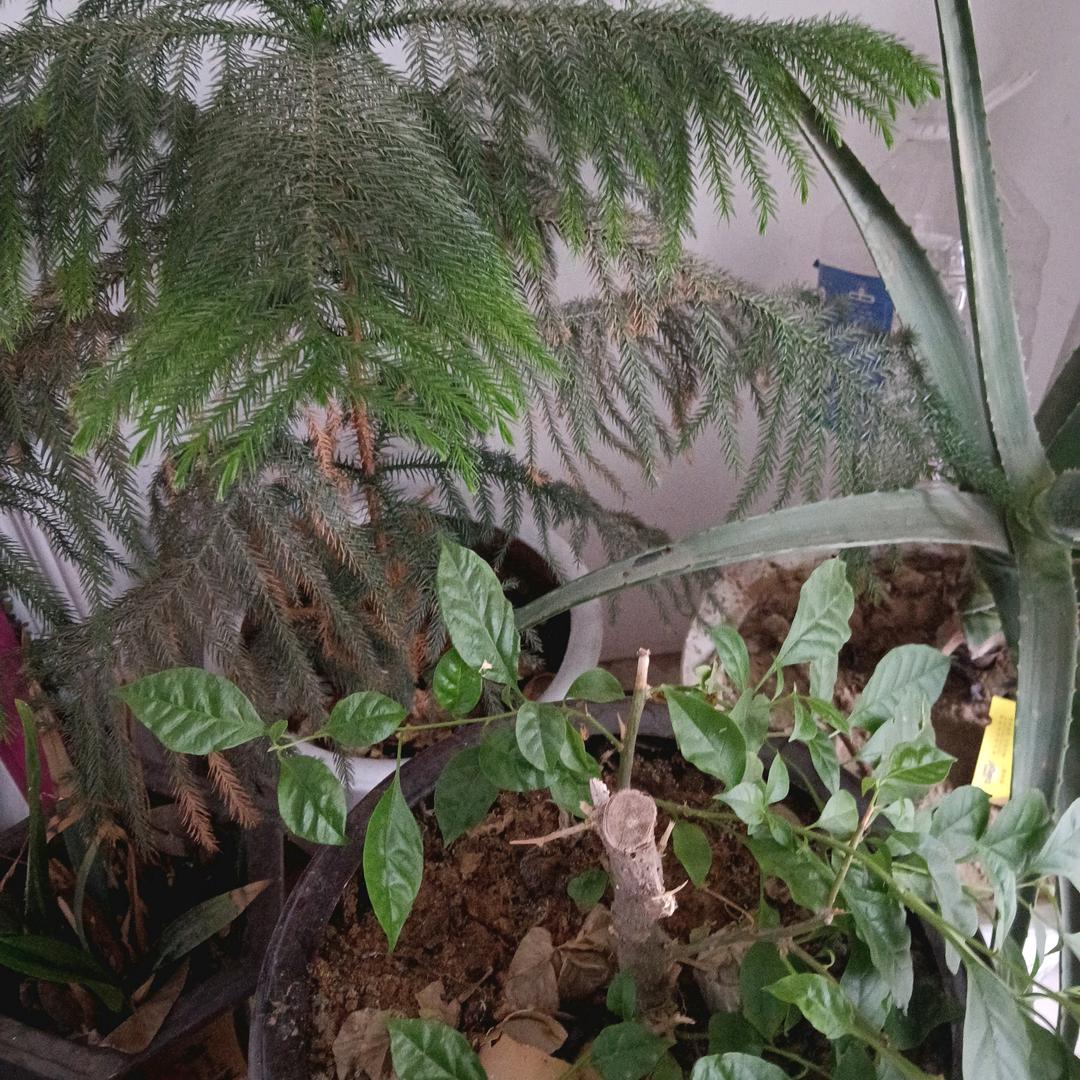 第一化妆品店（皇家店）