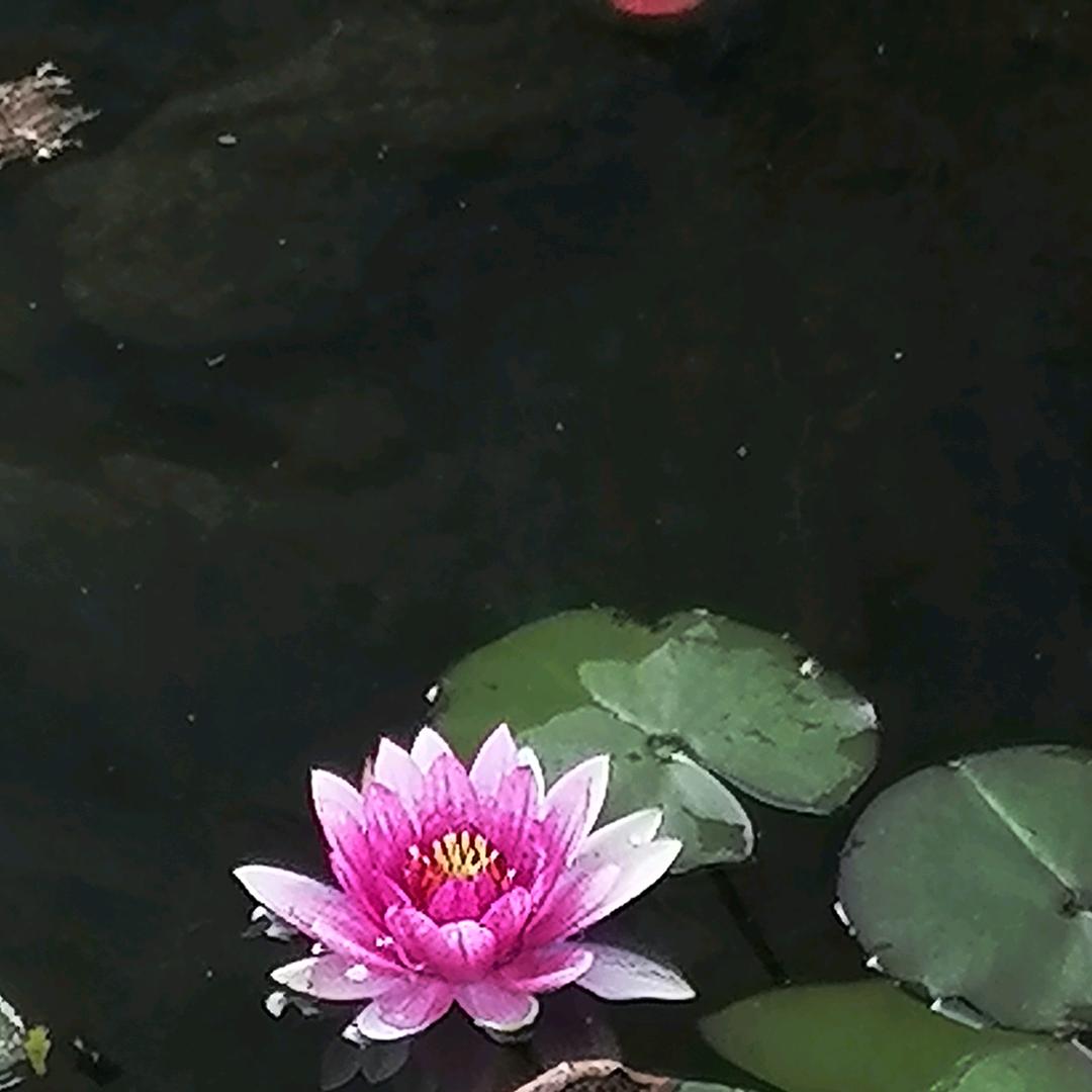 ll君临天下