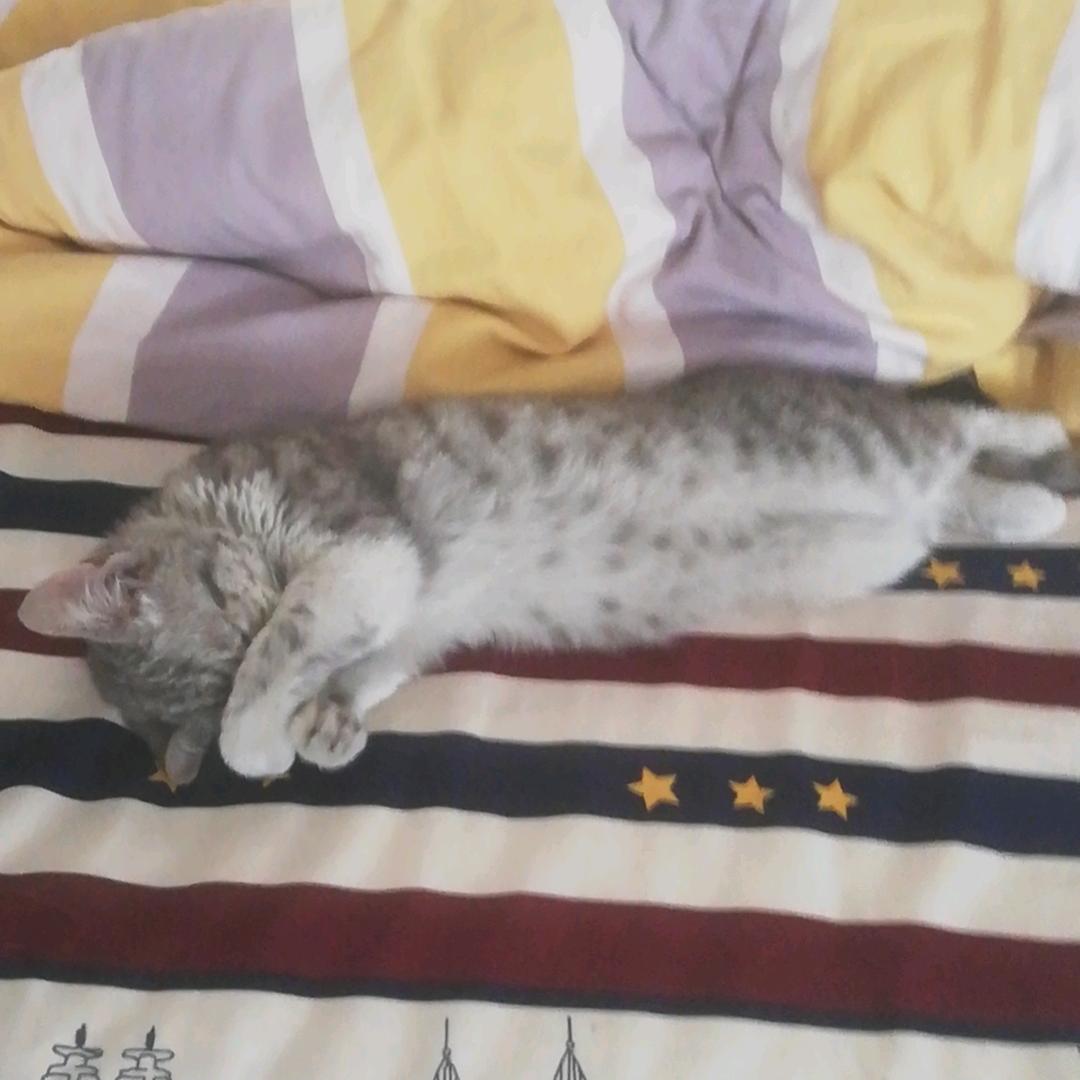 地狱猫，V8