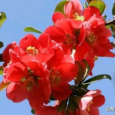 心若海棠
