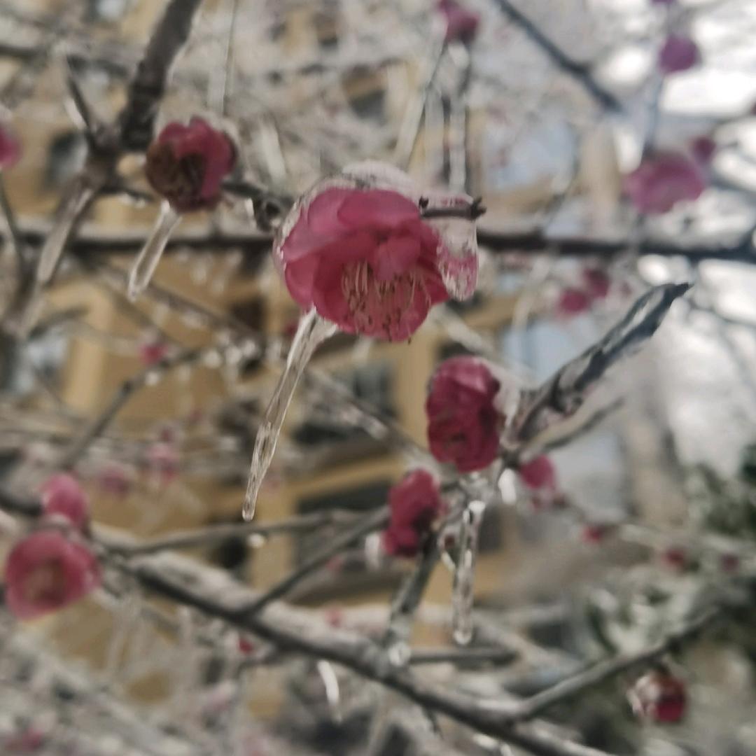 风雪寒梅