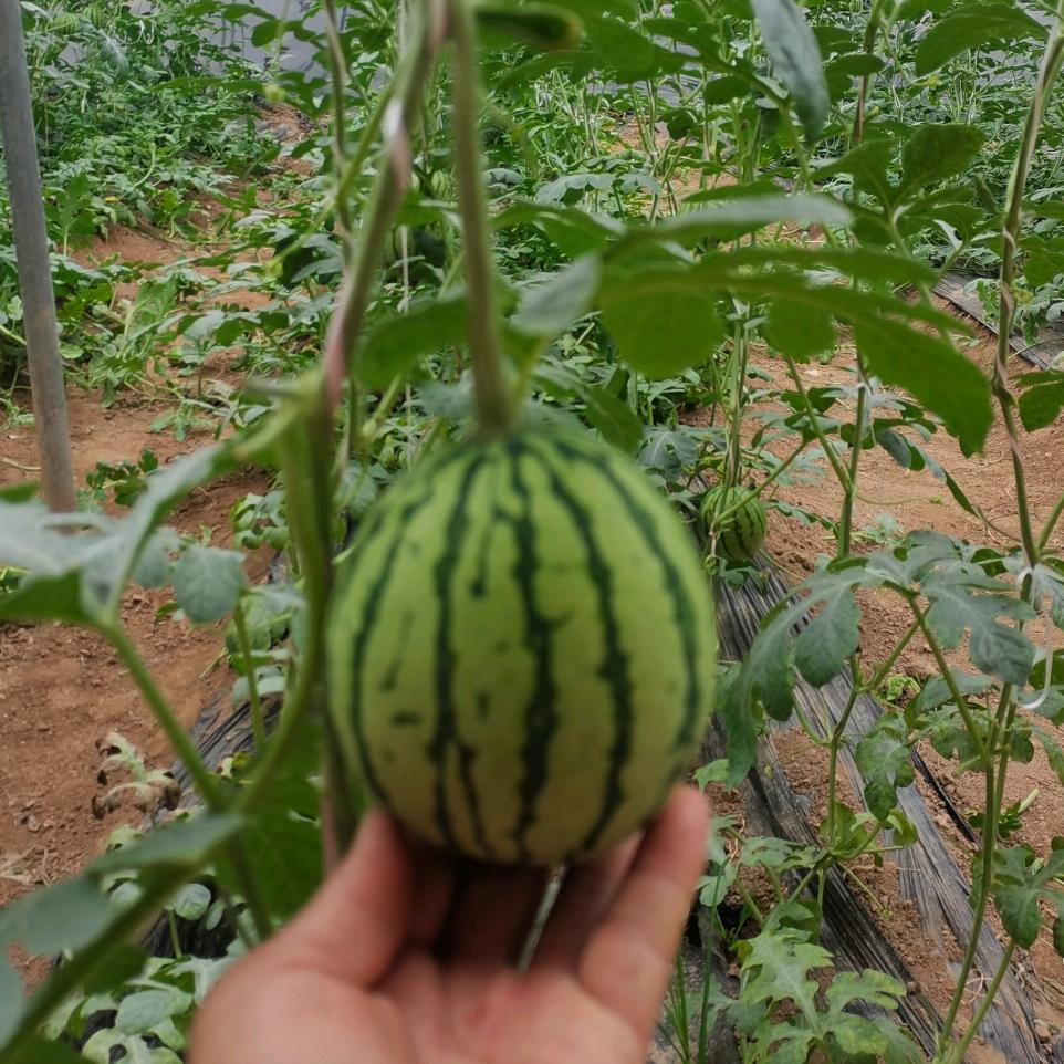 玉壁虹桥旭日东升