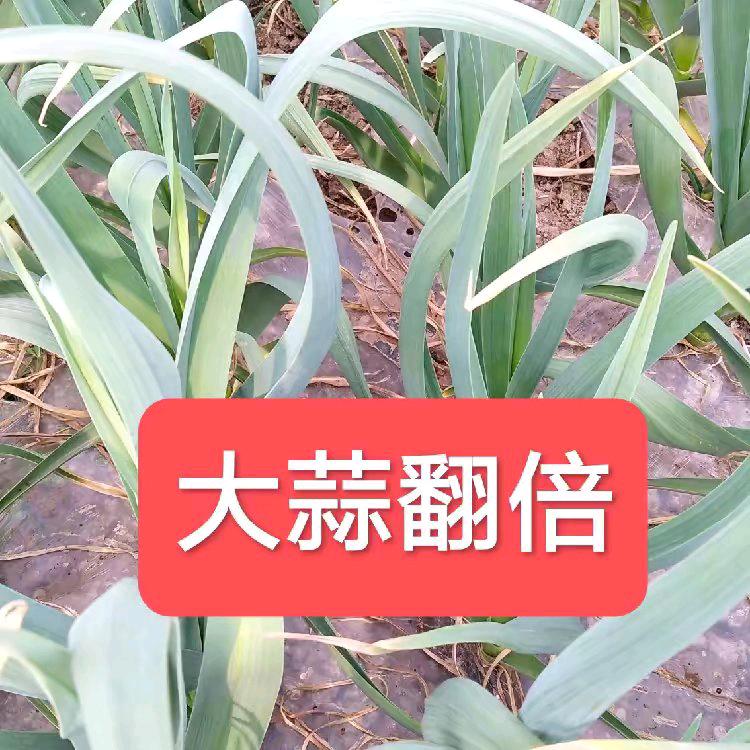 大蒜翻倍