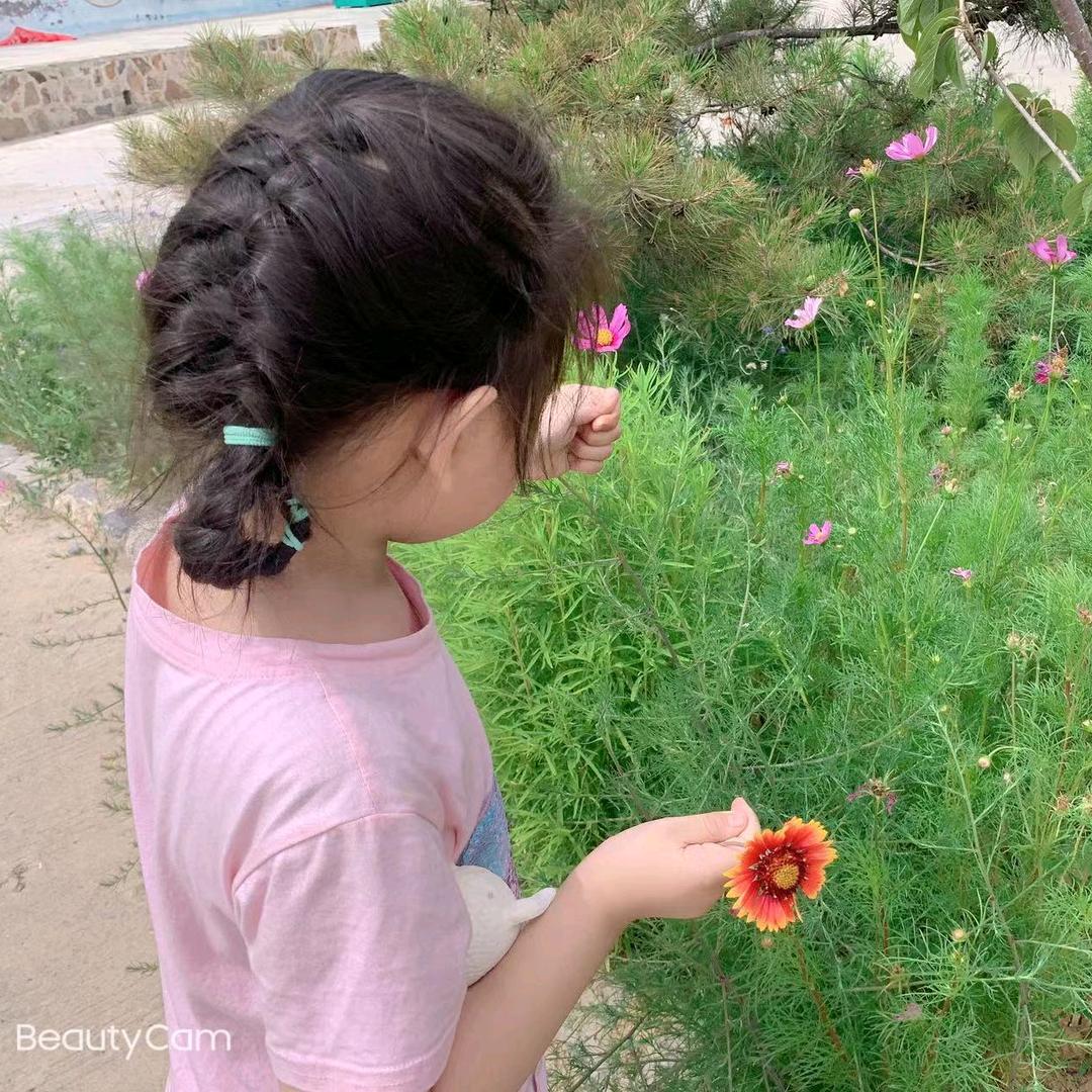杏花。