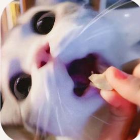 Seraphina塞拉菲娜