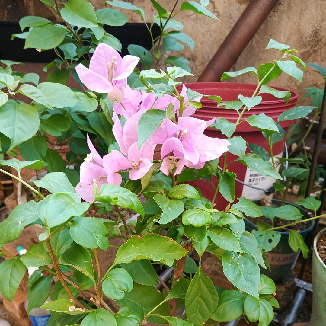 小玉儿