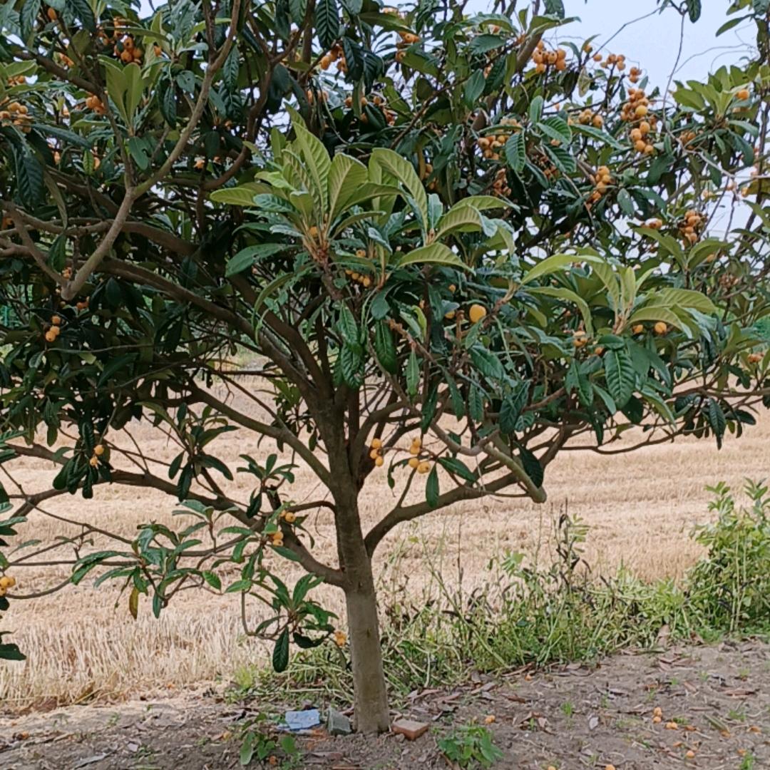 开💝心就好（爱唱山歌）
