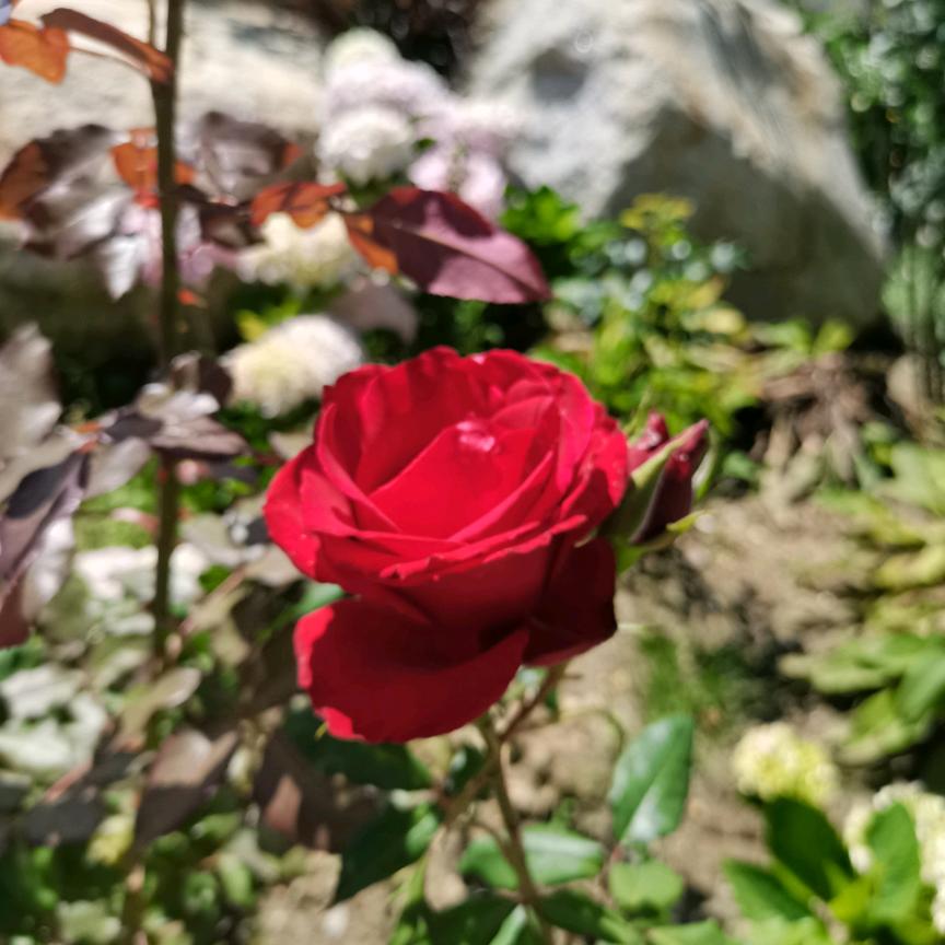 水仙花