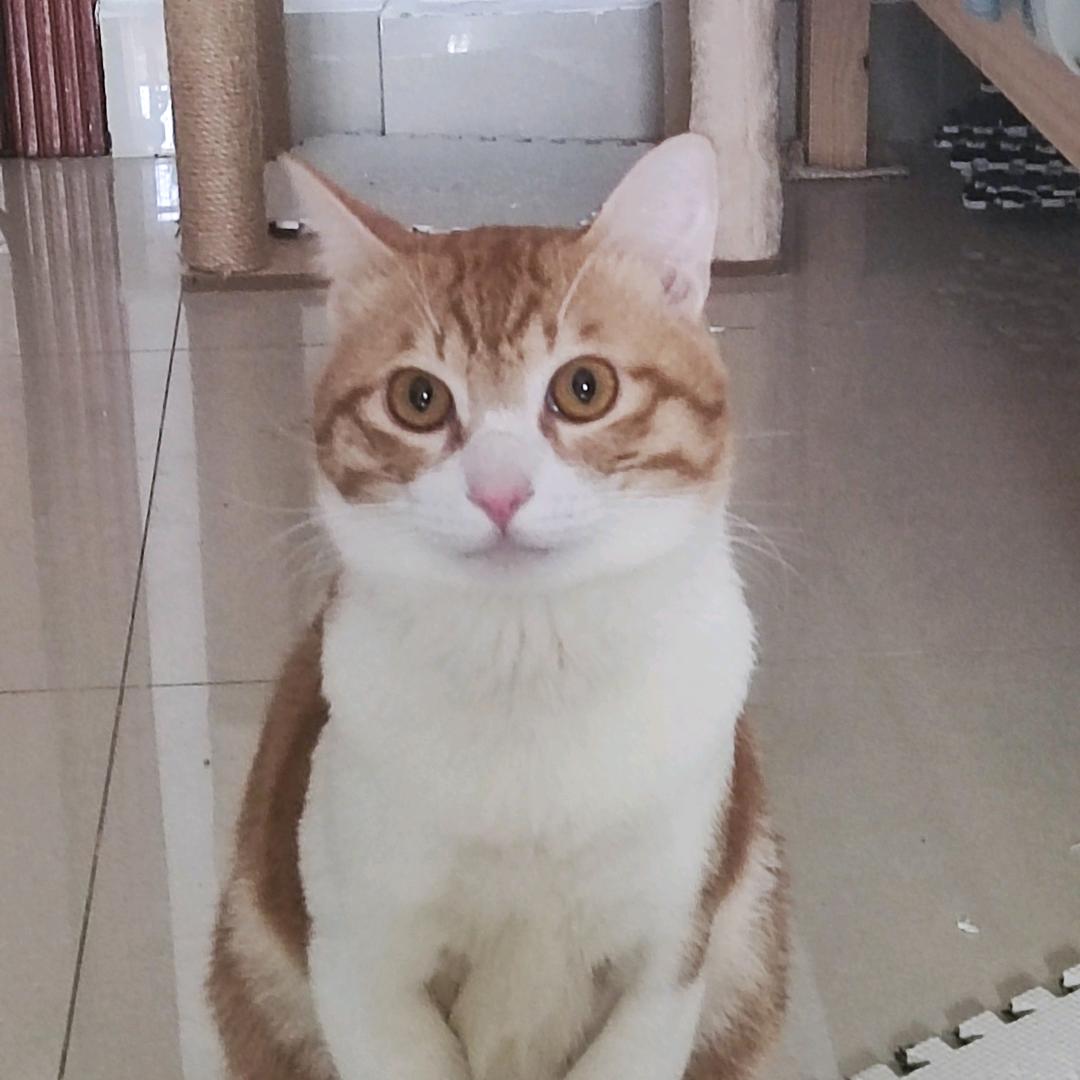 招财是只大胖橘