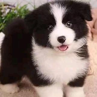 边牧黑妹家庭养殖