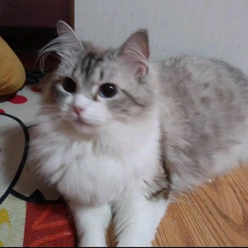 擒贼先擒王先生