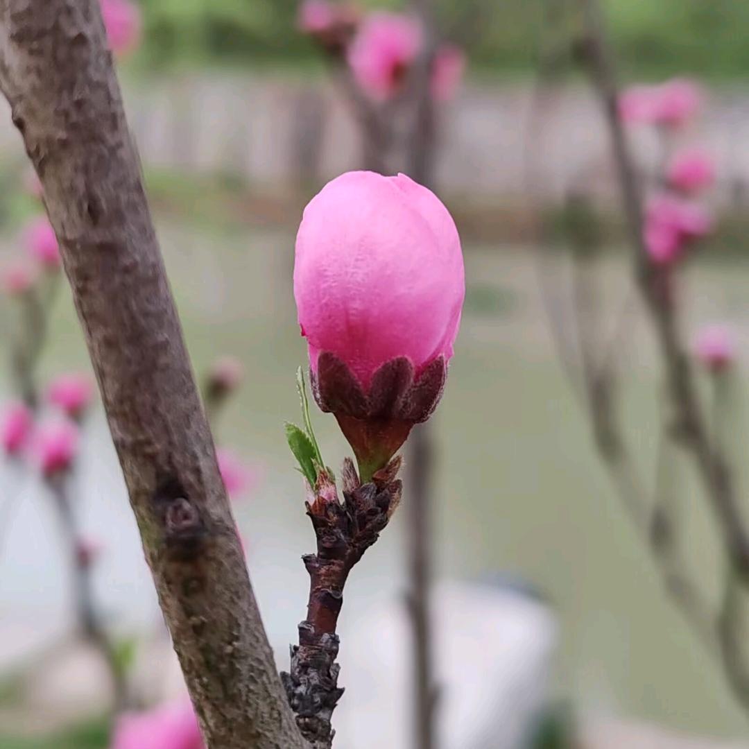 湘西馨姐