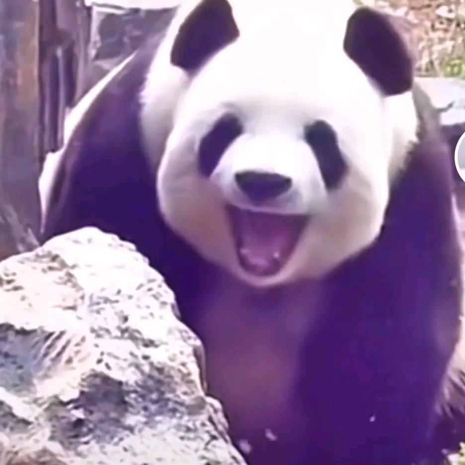 景行（见过飞云版）