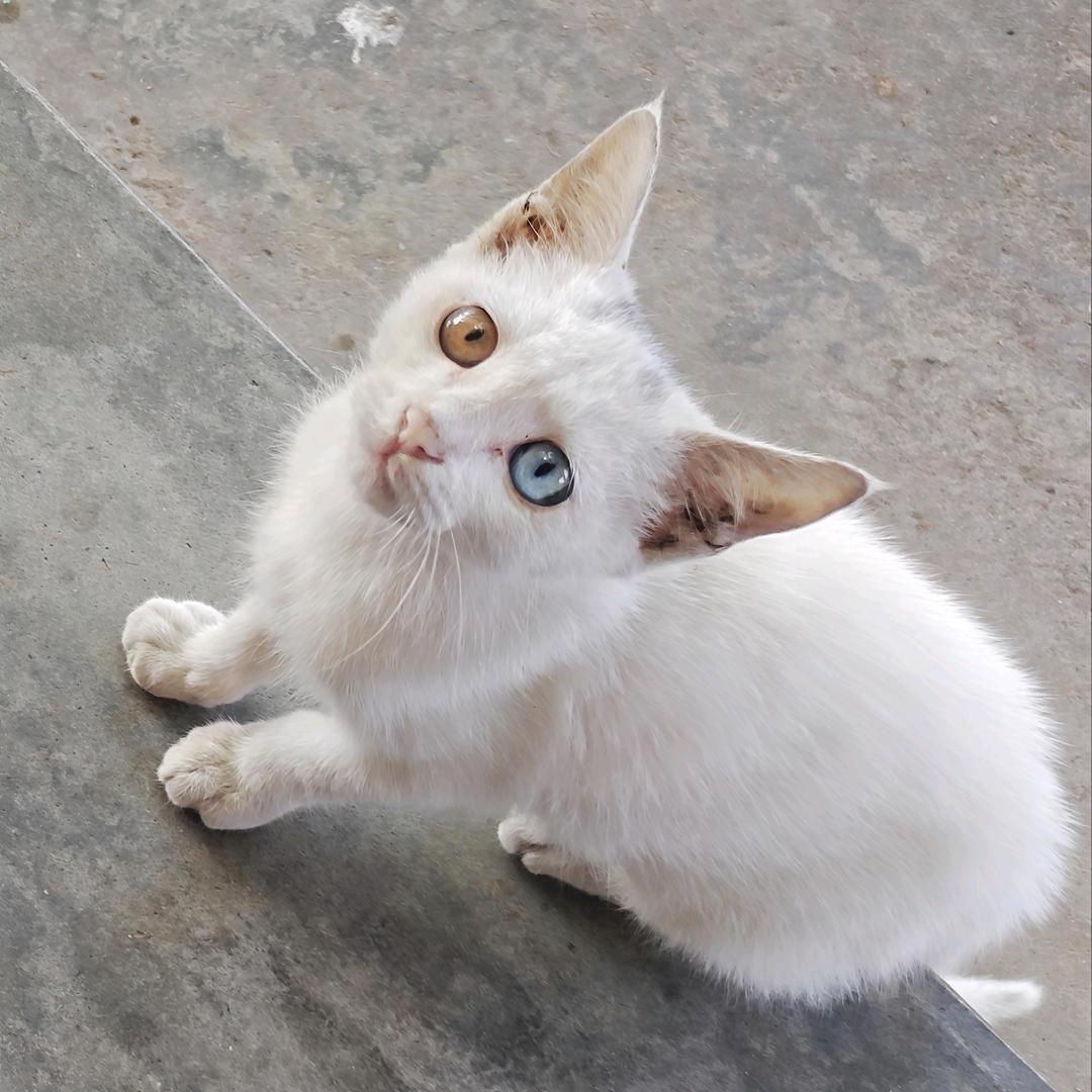 关注看超长动漫