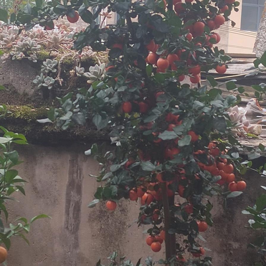 同是天涯漂泊客