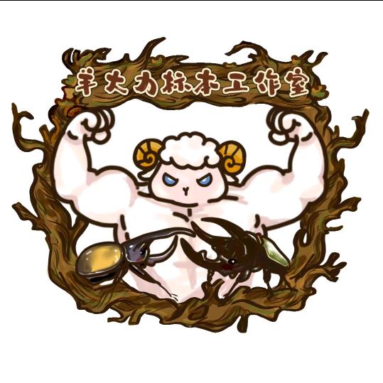 羊大力标本工作室