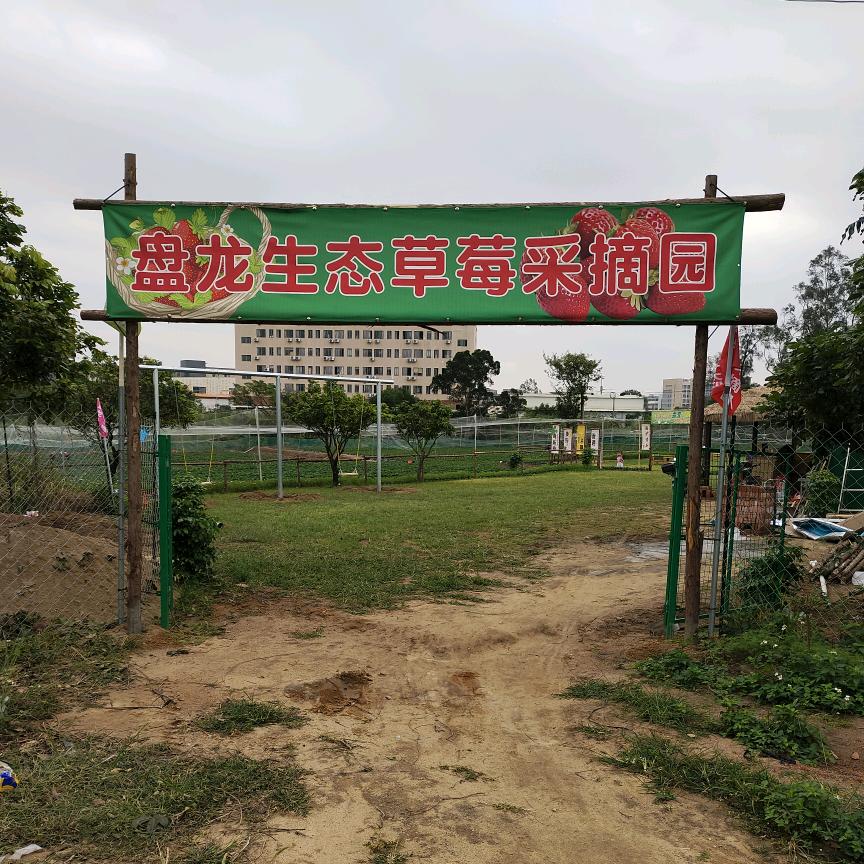 盘龙生态奶油草莓采摘园