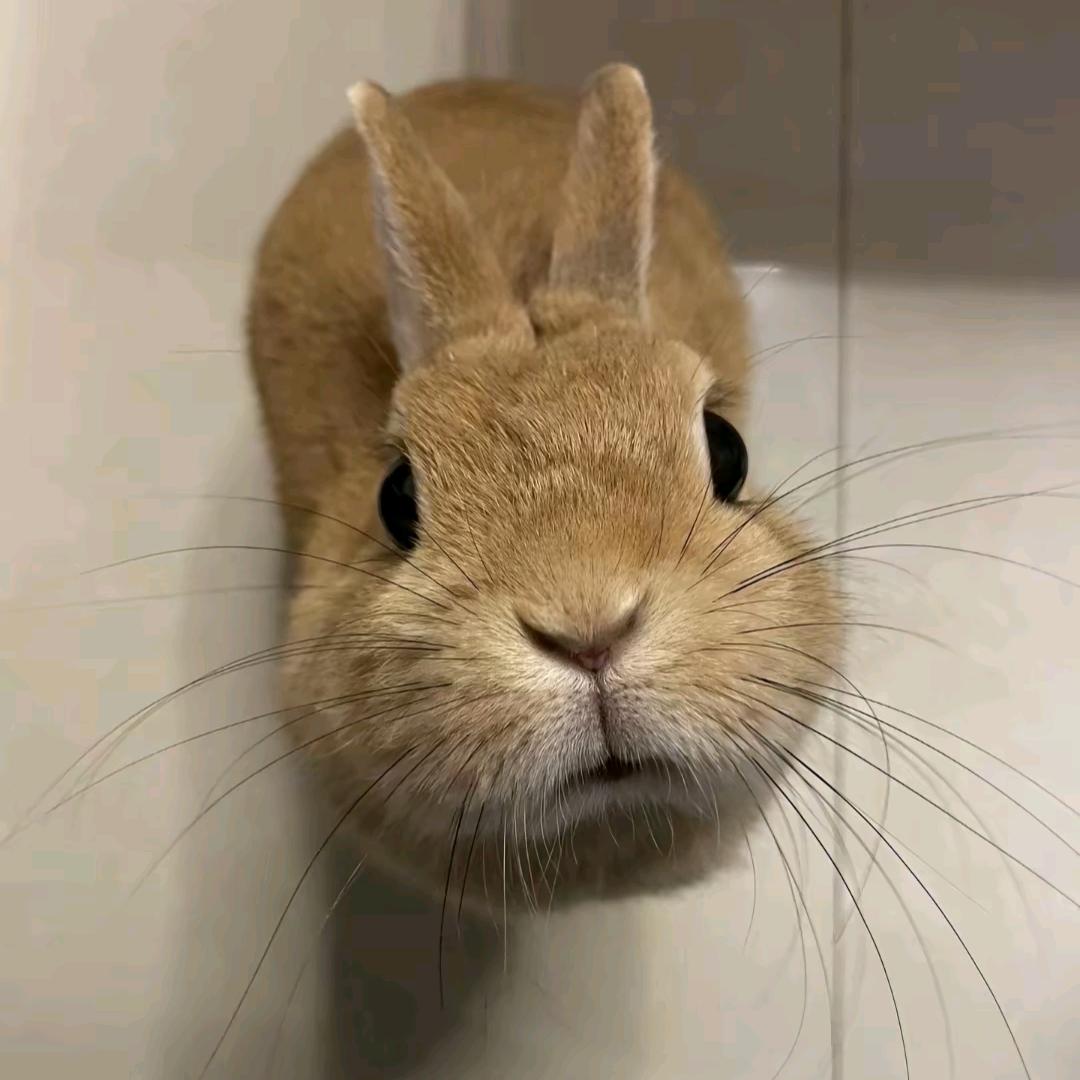 拥有10个亿的少女