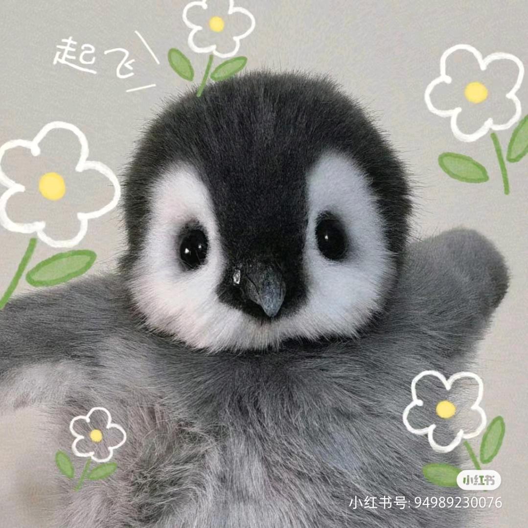 BIRD寧
