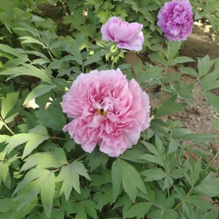 枫叶(努力破百中)