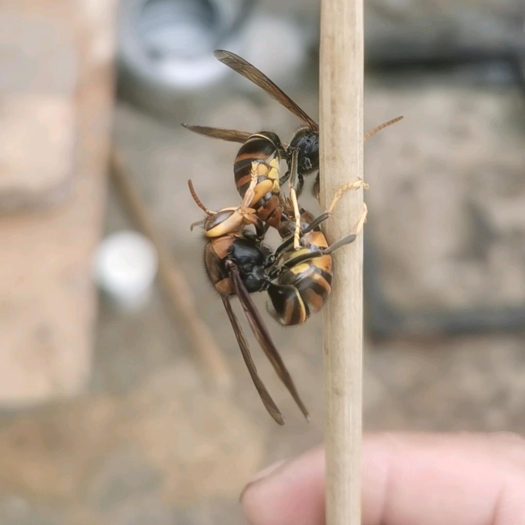 .蜂外蜂—蜂小罐