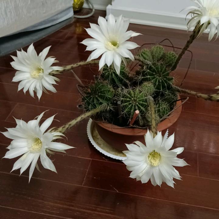 YM玲