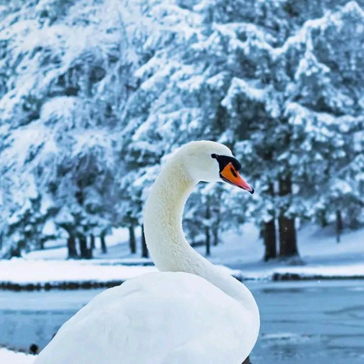 爱唱歌的小老头