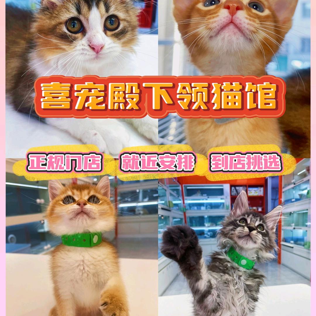 皮皮吖